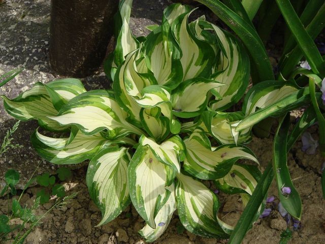 hosta šarena